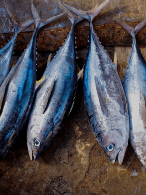 Tuna