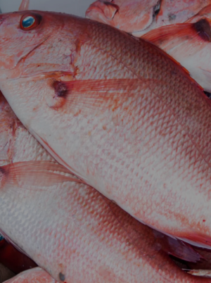 Red Snapper
