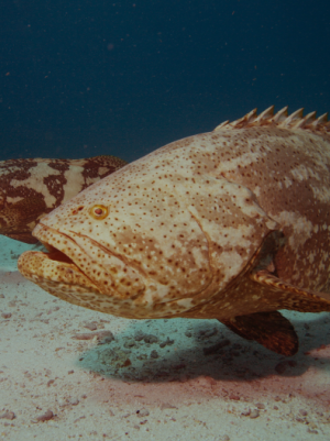 Grouper