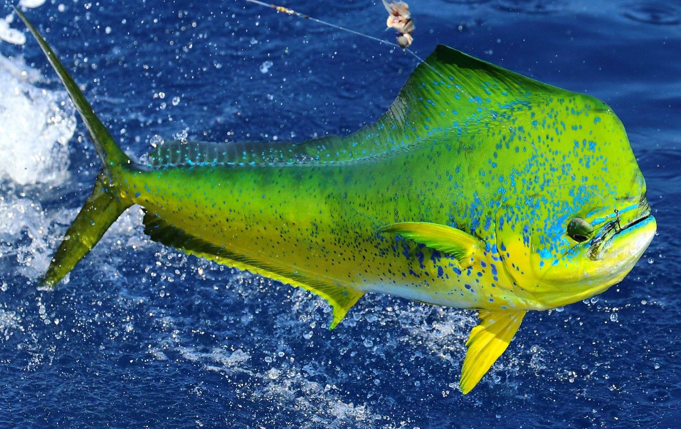 Mahi Mahi Fish