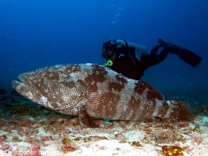 Grouper Fish Supplier