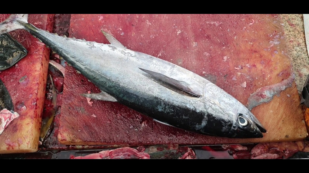 Tuna Fillet Fish