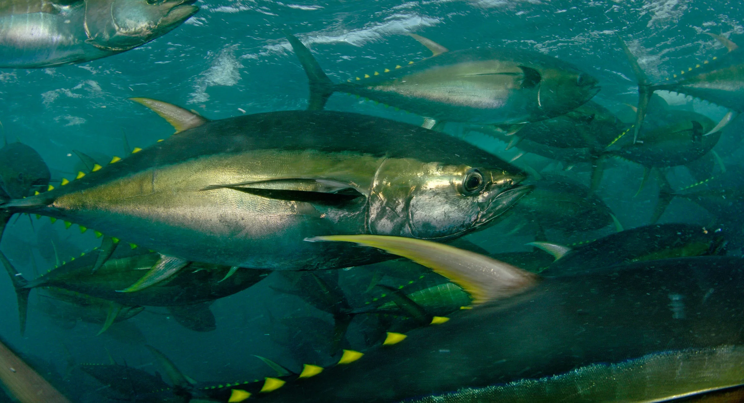 Yellowfin tuna fish in italy