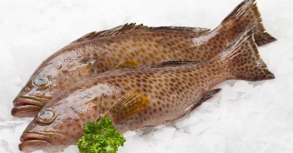 Frozen and Fresh Grouper Fish