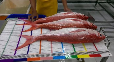 Order red snapper fish