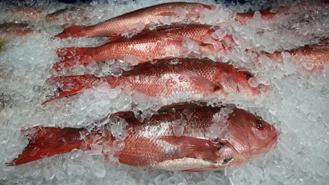Frozen Red Snapper Fish