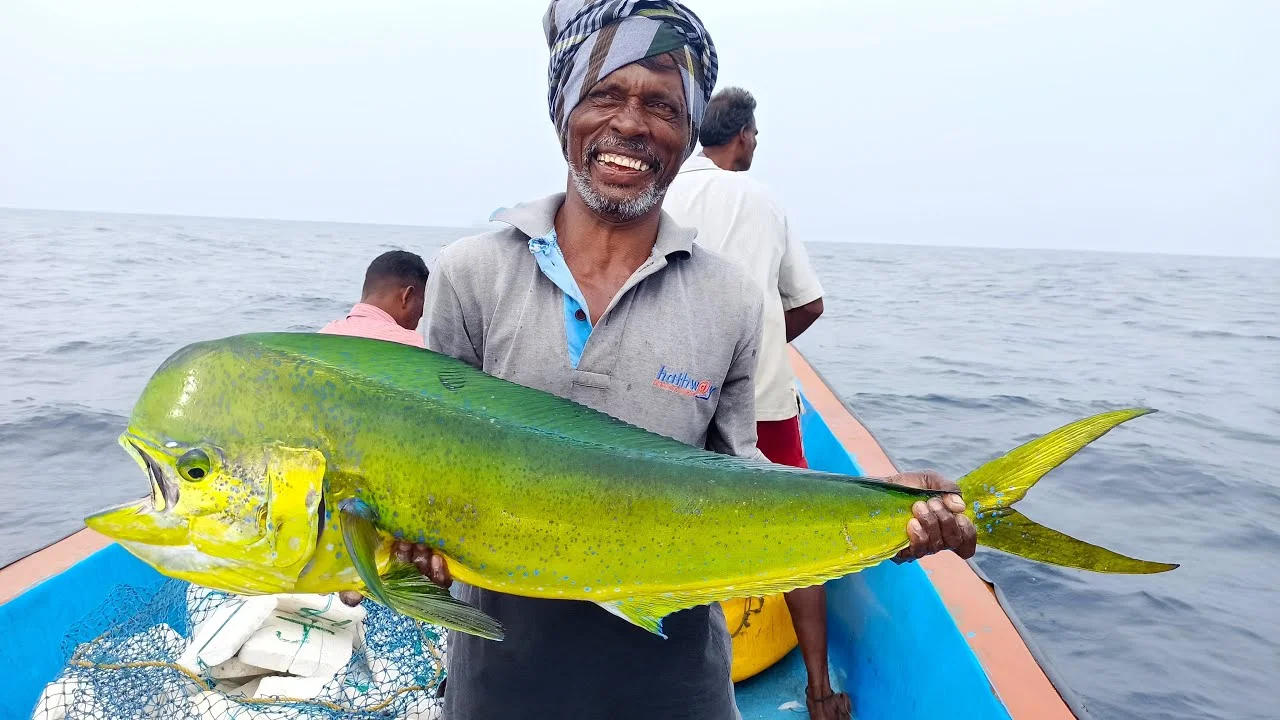 Mahi Mahi Fish in Qatar