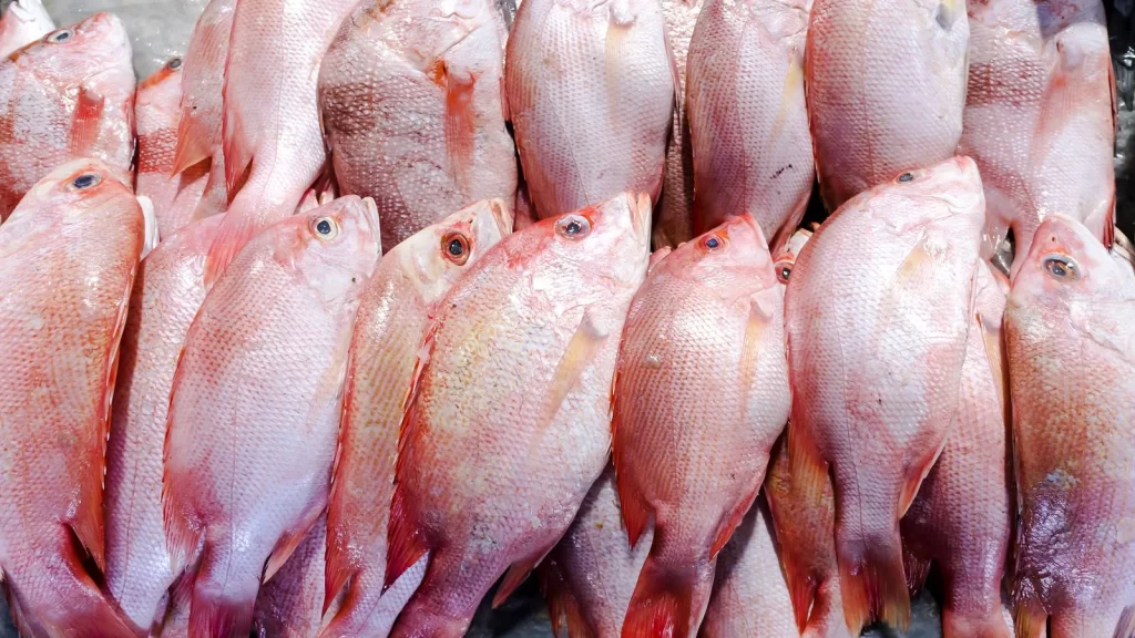 red_snapper fish in bulk