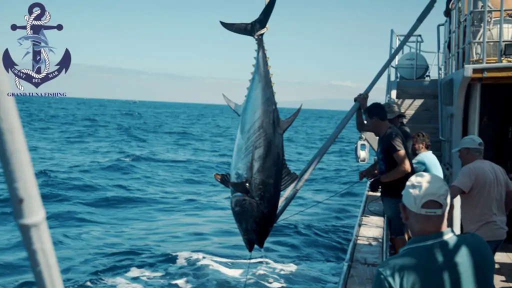 Tuna Fishing Season in America