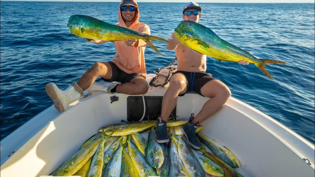 Mahi Mahi Fish