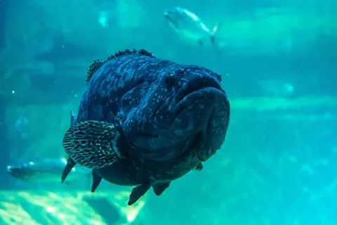 Grouper Fish