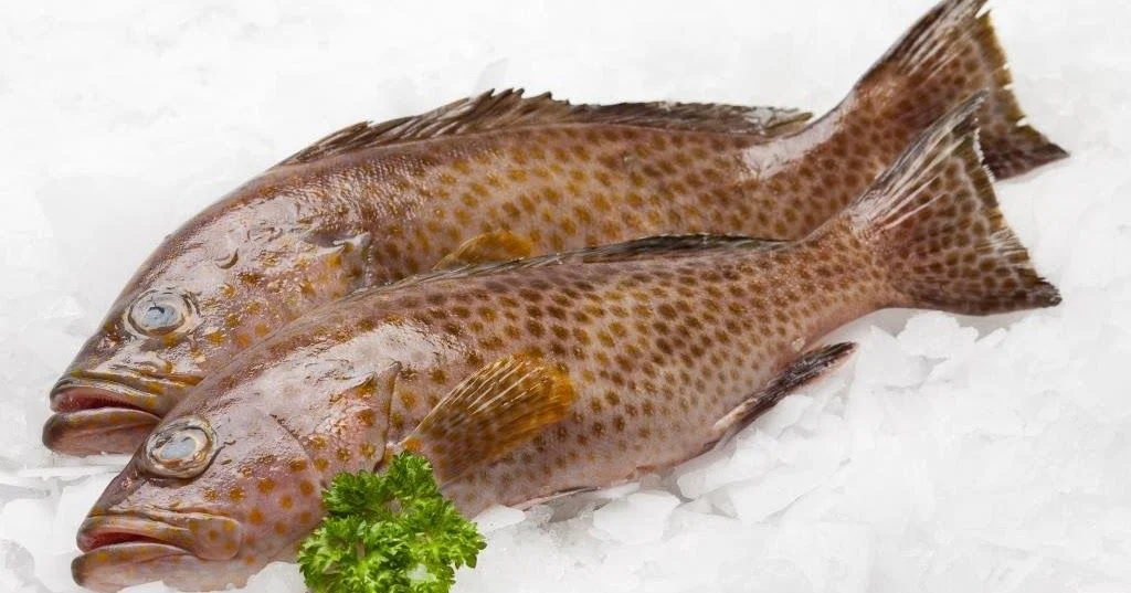 Grouper Fish Taste