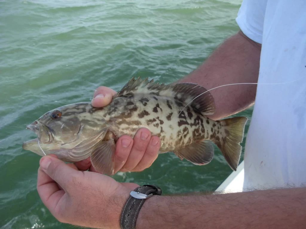 Small Grouper Fish