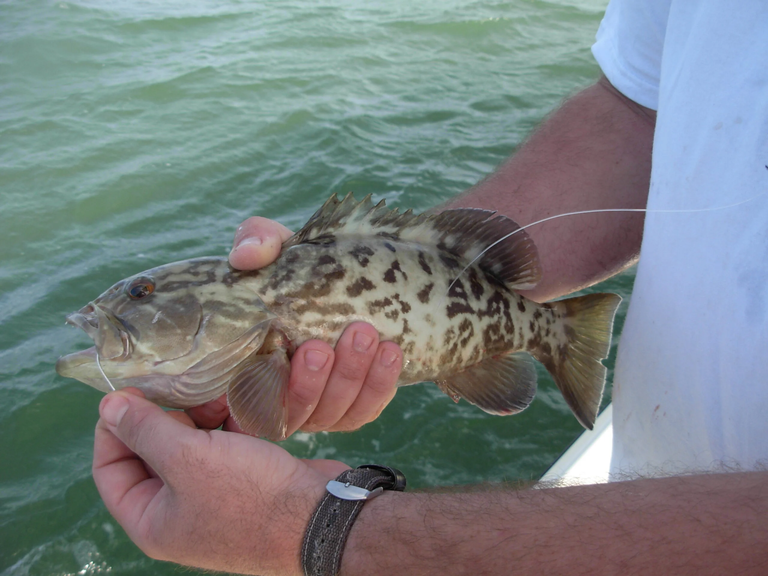 Small Grouper Fish
