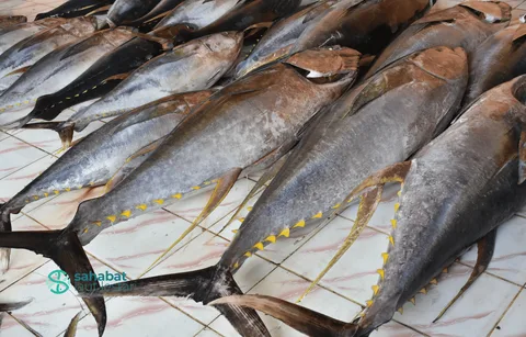 Tuna Fish