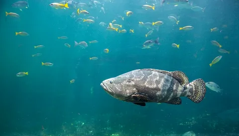 Mexico City Grouper Fish