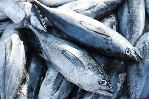 Tuna Fish