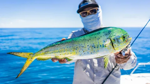 Mahi-Mahi Fish