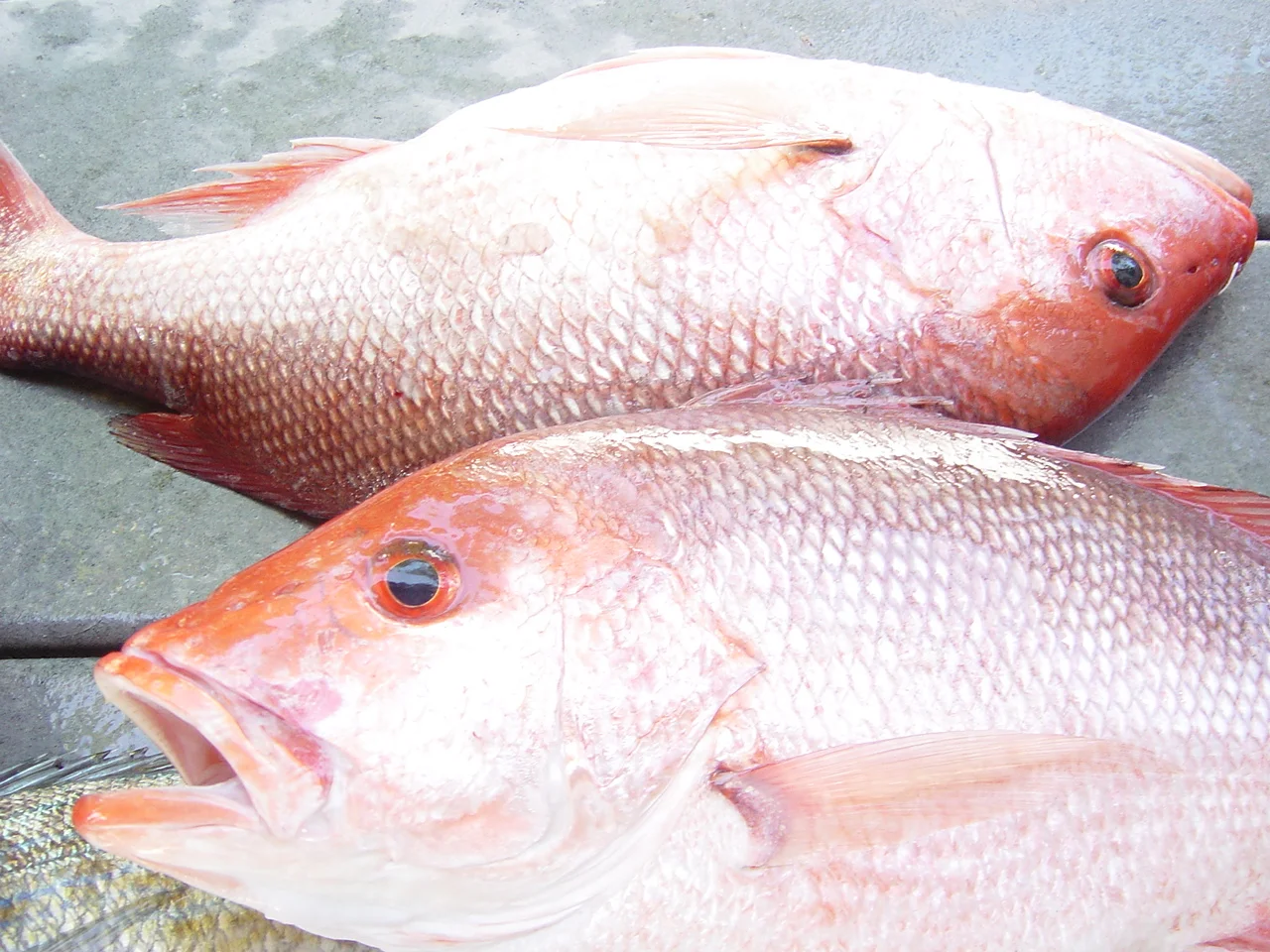 Red snapper